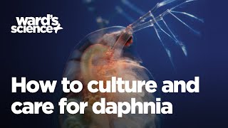 Caring and Culturing for Daphnia [upl. by Adnawat234]