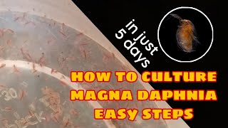 How to Culture Magna Daphnia Easily [upl. by Rodrick]