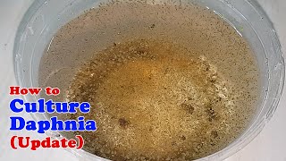 How to Culture Daphnia Update with ZERO Cost  Unlimited Live Food for Our Fish [upl. by Yrrehc233]