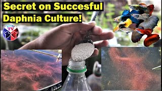 How to Culture Daphnia Successfully [upl. by Eillim]