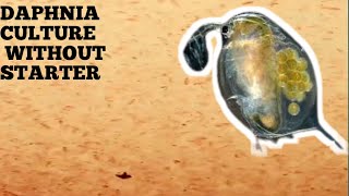 HOW TO CULTURE DAPHNIA NATURALLY WITHOUT A STARTER [upl. by Marna]