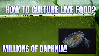 How to Culture Daphnia Secret Method to Breed MILLIONS  Simply Aquatic [upl. by Ettenahs]