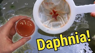 How I Culture Daphnia In Outdoor Tubs [upl. by Ainahs]