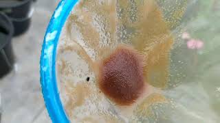 How to culture daphnia moina in a small container Part 1 English Subtitle [upl. by Bodi]