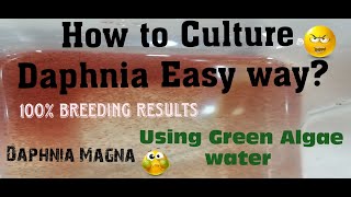 Daphnia MagnaHow to Culture Daphnia Easy wayCulturing Daphnia using Green water Daphnia [upl. by Emarej751]