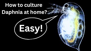 BEST Live Fish Food Beginner guide How to Culture Daphnia at home [upl. by Ardle483]