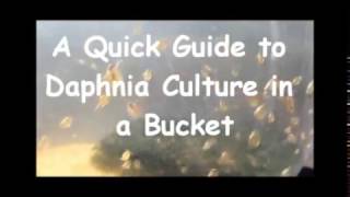 How to culture daphnia outside [upl. by Petrie427]