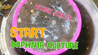 How to culture daphnia moina the easy way 1  Starting the Daphnia culture [upl. by Atiniv]