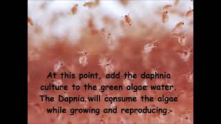 Daphnia  How to grow daphnia in your home [upl. by Thedrick647]