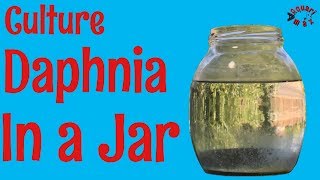 How to Culture Daphnia in a Jar [upl. by Fanechka]