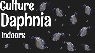 How to Culture Daphnia [upl. by Irwin727]