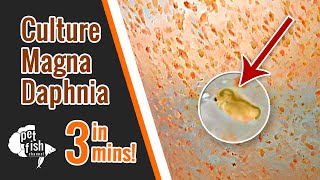 How to culture DAPHNIA MAGNA  The easy way [upl. by Curson]