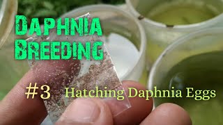 Daphnia Culture made simple and easy 3  Hatching Daphnia eggs [upl. by Sidhu]