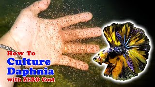 How to Culture Daphnia with ZERO Cost  Unlimited Live Food For Our Fish [upl. by Fairleigh]