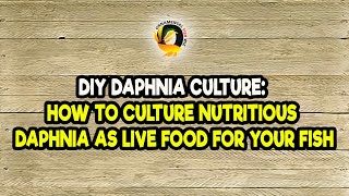 DIY Daphnia Culture How to Culture Nutritious Daphnia as Live Food for Your Fish [upl. by Bristow]