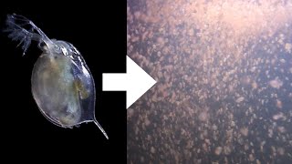 How I Culture Daphnia [upl. by Alrahs]