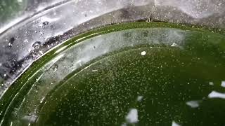 DAPHNIA MOINA CULTURE IN A SMALL BUCKET [upl. by Nomelihp124]