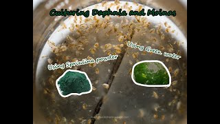 How To Culture Daphnia and Moinas using Green Water Spirulina powder [upl. by Anitteb]