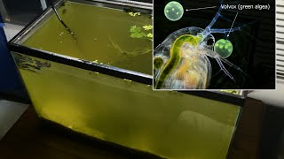 Raising Daphnia for the Freshwater Aquarium [upl. by Salazar200]