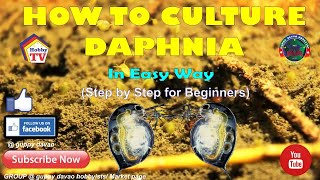 HOW TO CULTURE DAPHNIA In Easy Way [upl. by Sigfrid196]